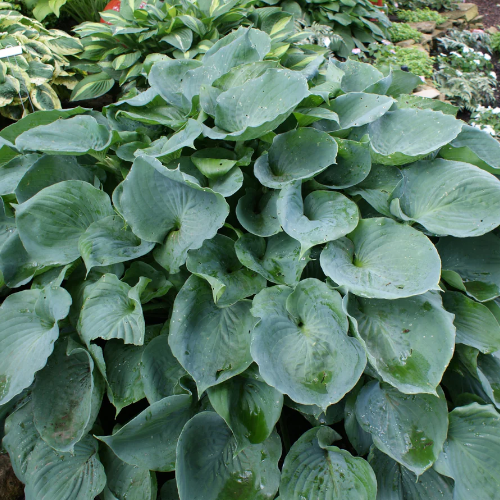 Moonlight Sanata Hosta