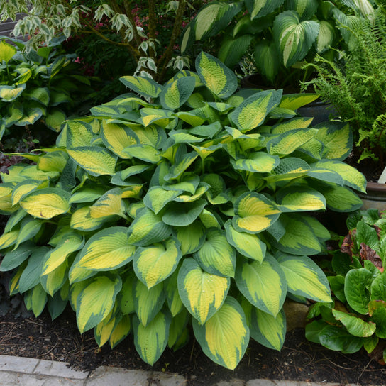 Paul's Glory Hosta