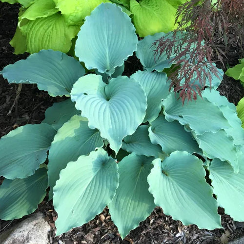 Skywriter Hosta