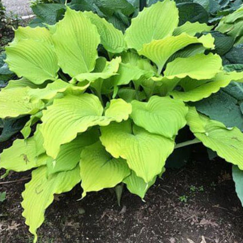 The Trophy Wife Hosta