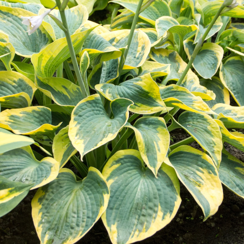 Tootie Mae Hosta