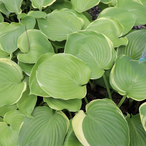 Windy City Hosta
