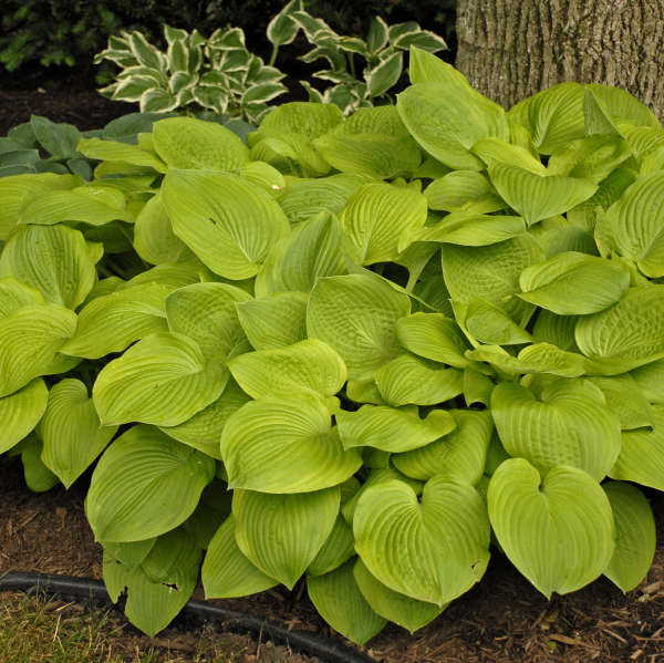 August Moon Hosta