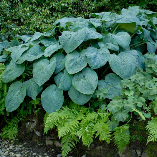 Blue Angel Hosta Liners