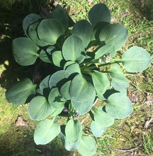 Blue Mouse Ears Hosta – The Happy Hosta