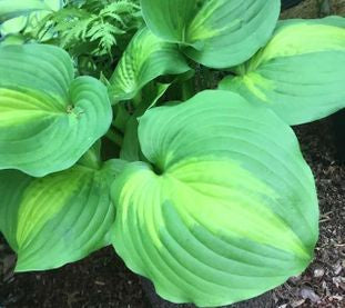 Cathedral Windows Hosta