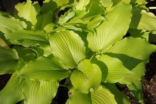 Dancing Queen Hosta