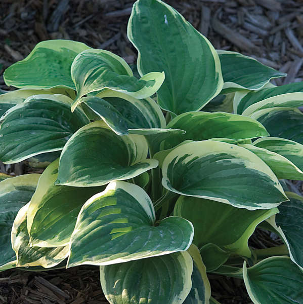 Diana Remembered Hosta