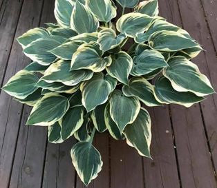 El Nino Hosta