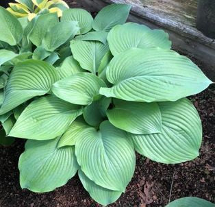 Empress Wu Hosta