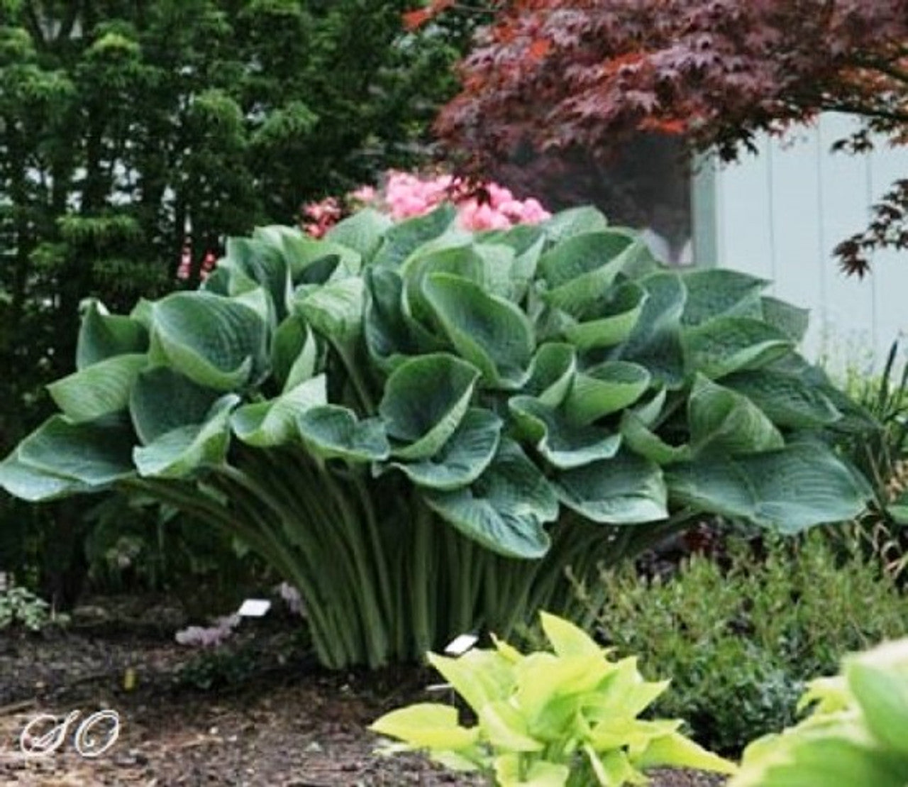 Gentle Giant Hosta Liners