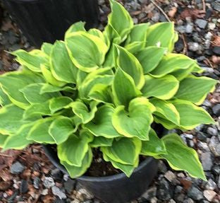 Golden Tiara Hosta