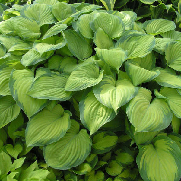 Guacamole Hosta Hosta