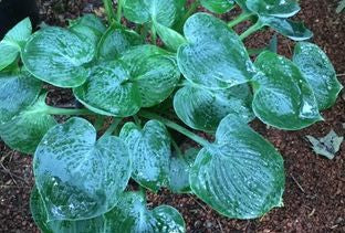 Hadspen Blue Hosta