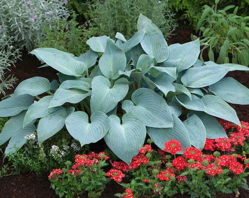 Halcyon Hosta