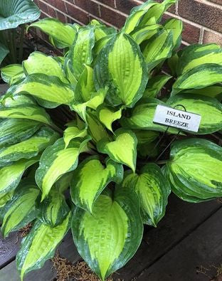 Island Breeze Hosta
