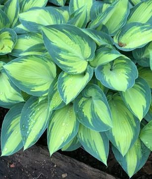 June Hosta