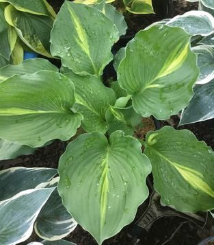 Lakeside Paisley Print Hosta