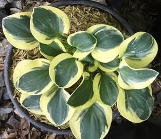 Mighty Mouse Hosta liners