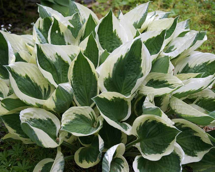 Minuteman Hosta