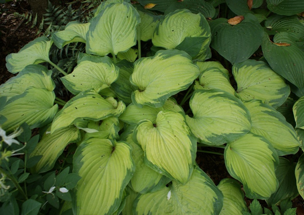 Old Glory Hosta