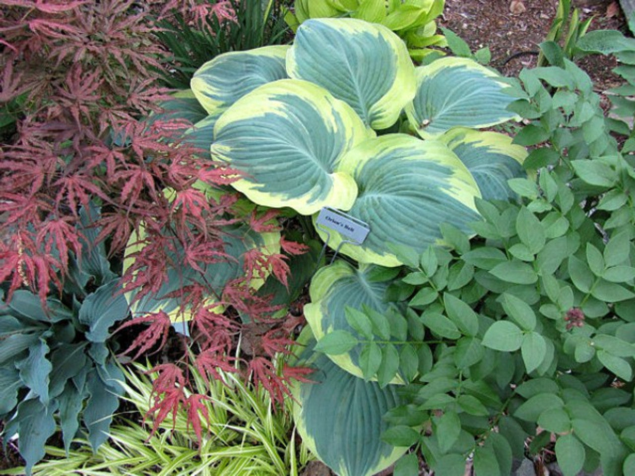 Orion's Belt Hosta