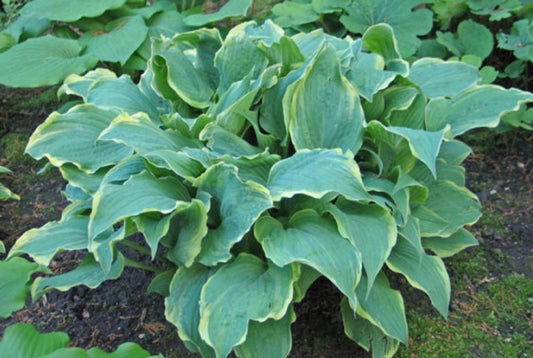 Party Trimmings Hosta