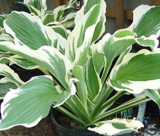 Patriot Hosta