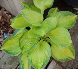 Rainforest Sunrise Hosta