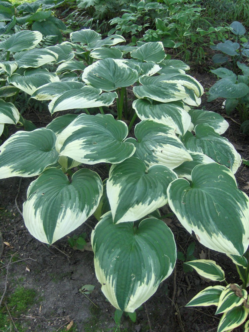 Robert Frost Hosta Liners