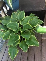 Sagae Hosta liners