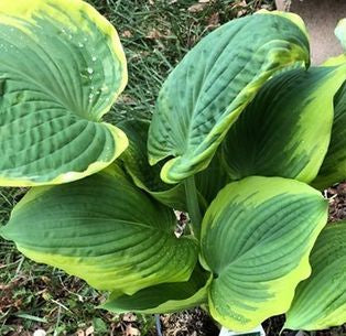 Seducer Hosta