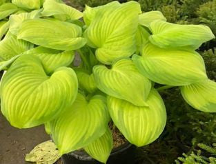 Stained Glass Hosta