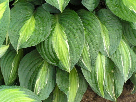 Striptease Hosta