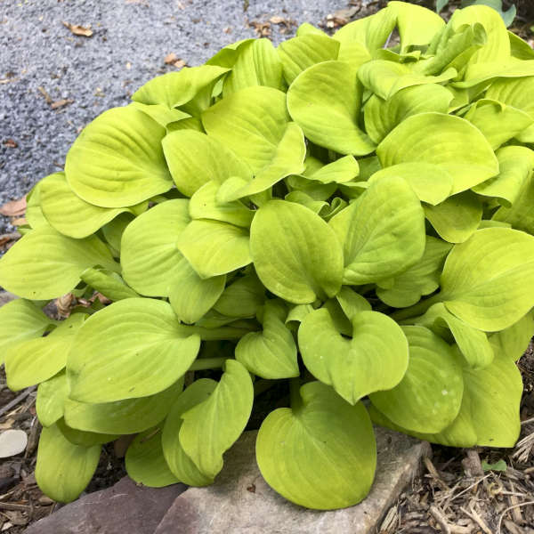 Sun Mouse Hosta liners