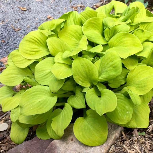 Sun Mouse Hosta liners