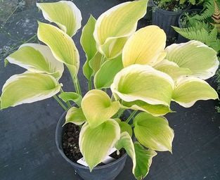 Sunshine Glory Hosta