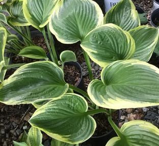 Victory Hosta liners