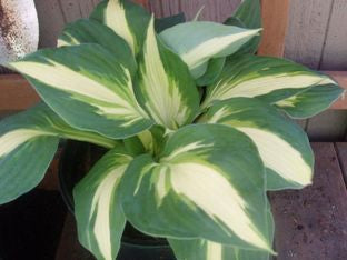 Vulcan Hosta liners