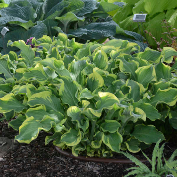 Wheee! Hosta liners
