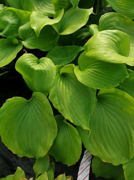 Wu Hoo Hosta
