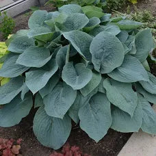 Blueberry Muffin Hosta