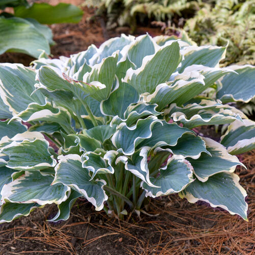Hope Springs Eternal Hosta  2nd year liners