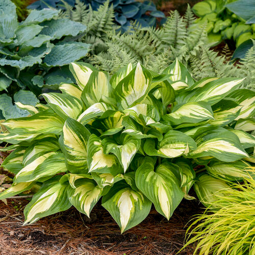 Miss America Hosta