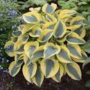 Autumn Frost Hosta