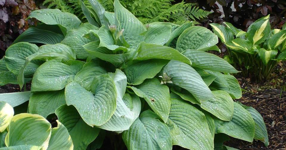 T Rex Hosta