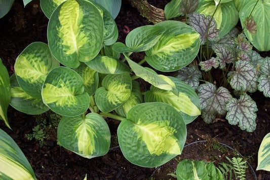 Warwick Comet Hosta