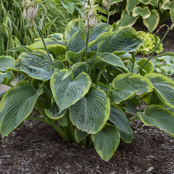Wu-La-La Hosta quart size