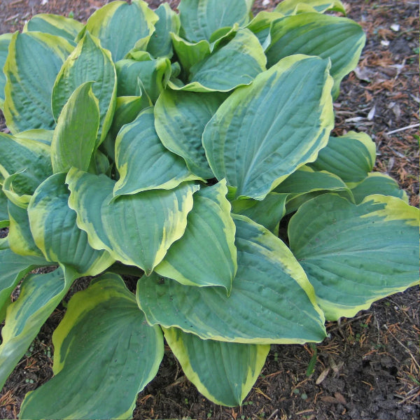 All Aflutter Hosta