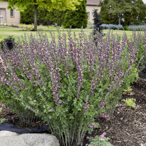 Baptisia 'Grape Escape' - The Happy Hosta